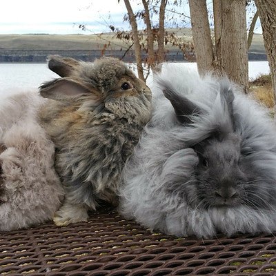 20th anniversary - sinfully soft angora bunny visit :: july 13 - Knot Another Hat