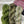 knot another hat smile again hat & mitts grab-n-go bundles gecko/ficus/verbena - Knot Another Hat