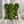 friendly products variations fingering 318 portentous peridot - Knot Another Hat