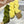 have a ball fall crawl rhythmic shawl bundles citrus grape leaf - Knot Another Hat