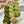 have a ball fall crawl rhythmic shawl bundles pistachio grape leaf - Knot Another Hat