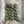 kinua organic cotton fingering jade - Knot Another Hat