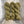 kinua luxury blend fingering green tea - Knot Another Hat