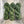 kinua luxury blend fingering algae - Knot Another Hat