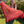 knot another hat strawberry high (download) - Knot Another Hat