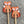 minnie & purl stitch stoppers foxes - Knot Another Hat
