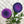 Load image into Gallery viewer, wonderland yarns blossoms 29 bearded iris - Knot Another Hat
